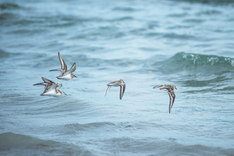 sea, birds Turnstone фото превью