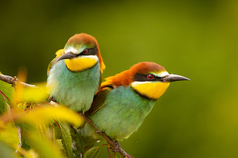 Bee-eater фото превью