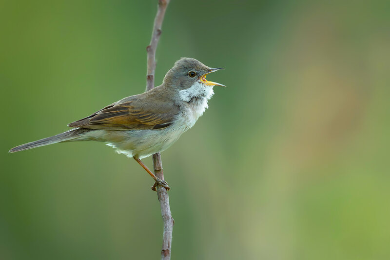 common whitethroat, curruca communis, whitethroat, warbler, songbird, singing bird, bird singing, calling bird, vocalizing bird, bird, wild bird, wildlife, european bird, passerine, passerine bird, avian, bird portrait, perched bird, bird on branch, open  Common Whitethroat Singing from a Branch фото превью