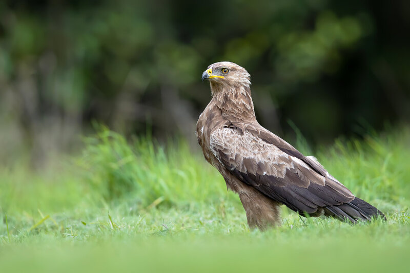 lesser spotted eagle, clanga pomarina, spotted eagle, eagle, bird of prey, raptor, predatory bird, wild bird, wildlife, wildlife photography, bird photography, nature, nature photography, european bird, europe, poland, meadow, grassland, forest edge, wood Lesser Spotted Eagle Standing in a Green Meadow фото превью