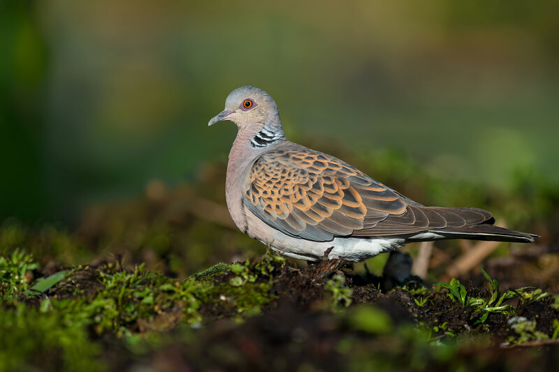 european turtle dove, streptopelia turtur, turtle dove, dove, wild dove, bird, wild bird, wildlife, wildlife photography, bird photography, nature, nature photography, european bird, europe, poland, woodland, forest, forest floor, natural habitat, moss, m European Turtle Dove in a Natural Woodland Habitat фото превью