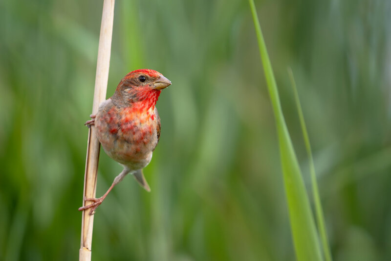 common rosefinch, carpodacus erythrinus, rosefinch, male common rosefinch, male rosefinch, red bird, songbird, passerine, wild bird, bird, wildlife, wildlife photography, bird photography, nature, nature photography, european bird, europe, poland, wetland Common Rosefinch Male Perched on a Reed Stem фото превью