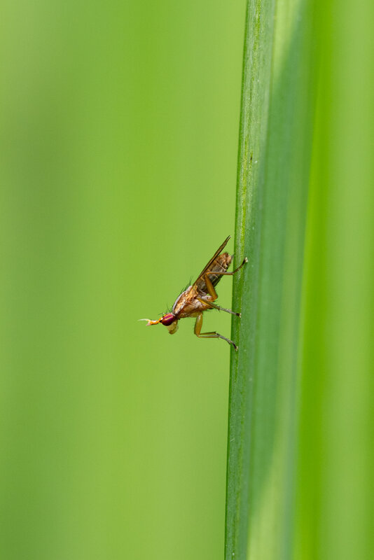 macro, closeup, summer, green, insects, макро, лето waiting фото превью