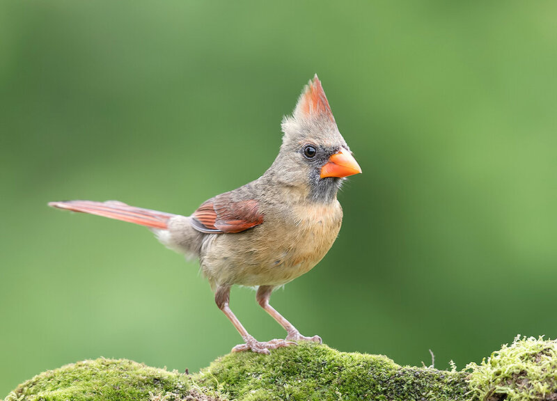 northern cardinal, красный кардинал, кардинал, cardinal, birds, wildlife, wild, птицы Female, Northern Cardinal - cамка.Красный кардинал фото превью
