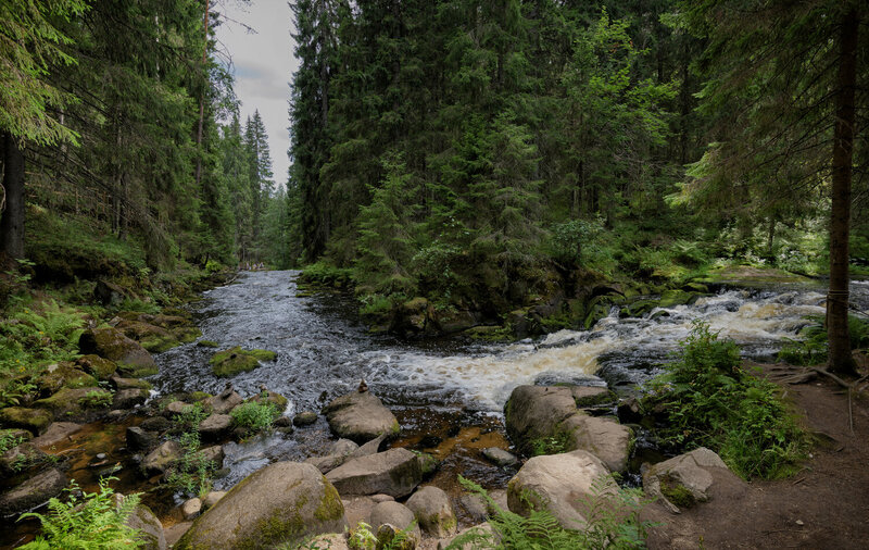 карелия., лес., долина, водопадов.  фото превью