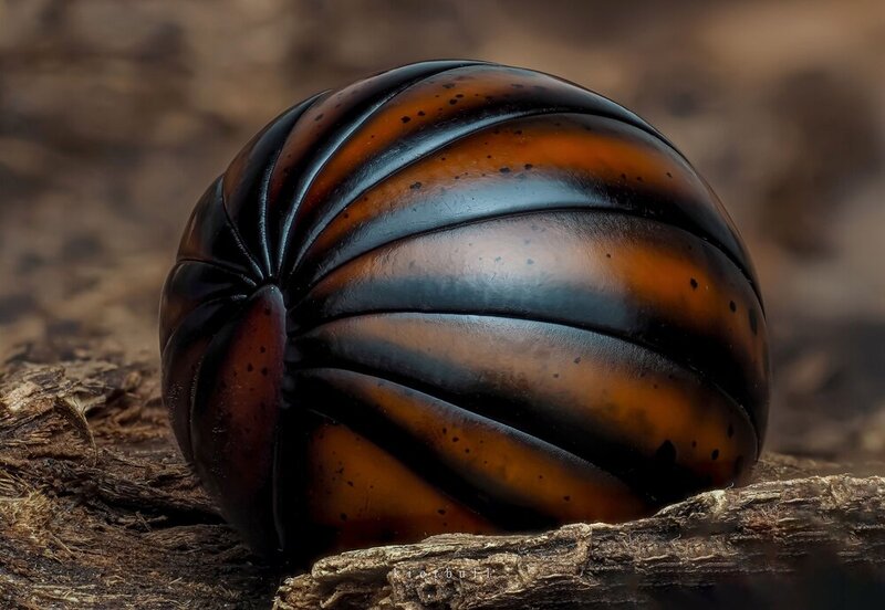 A pillipede фото превью