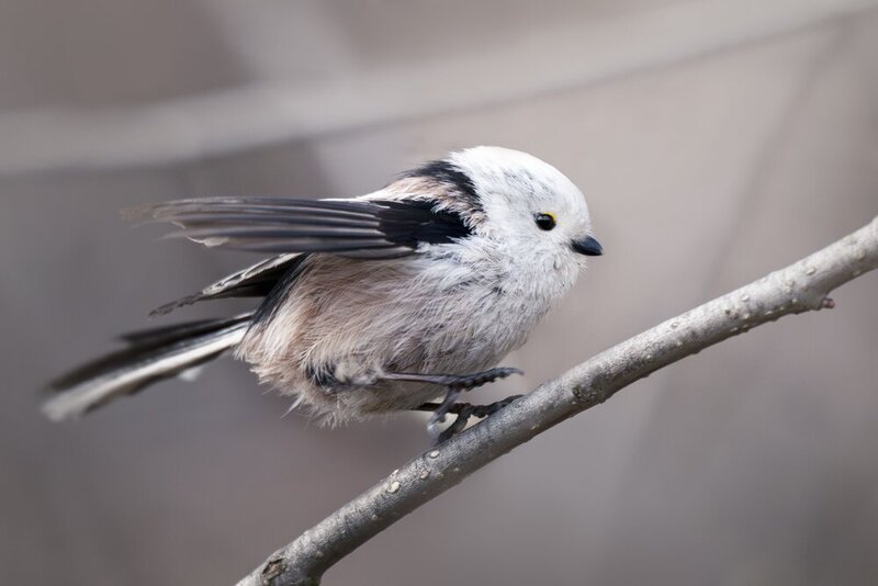 Ополовник (Aegithalos caudatus) фото превью