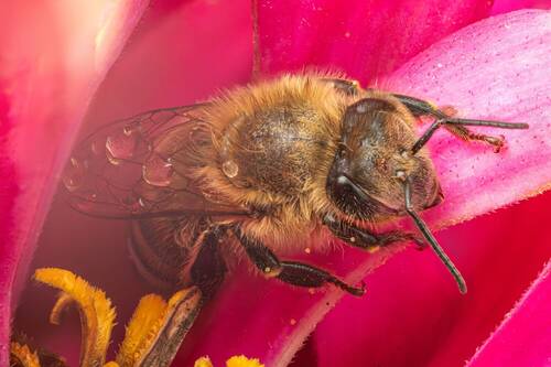 Медоносная пчела (Apis mellifera)