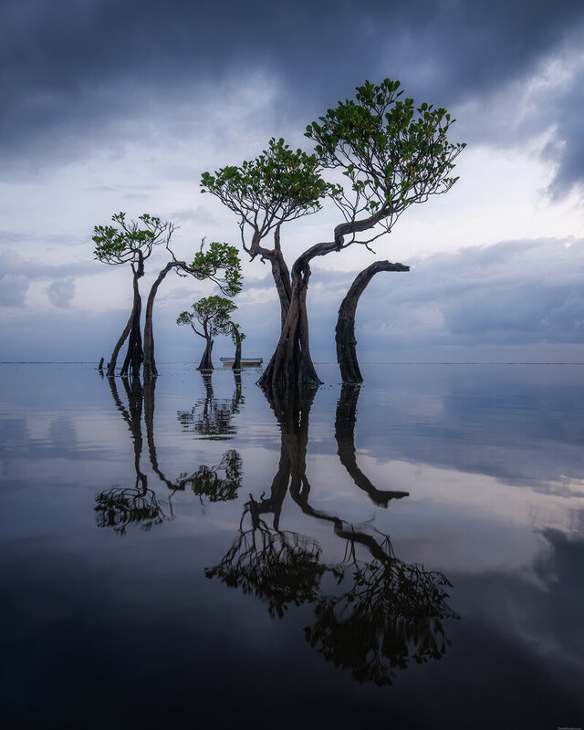 Sumba dancing trees фото превью