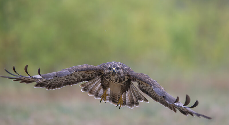 Buteo buteo фото превью