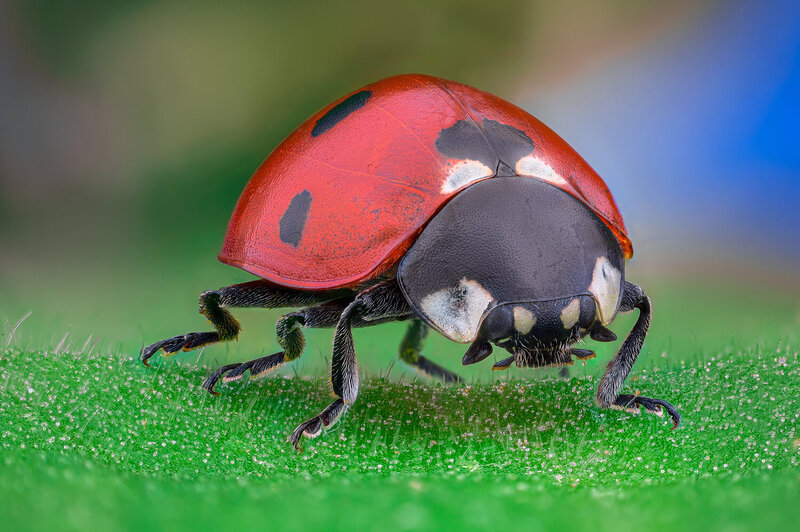 ceclii, macro, ladybug, insect, nikon  фото превью