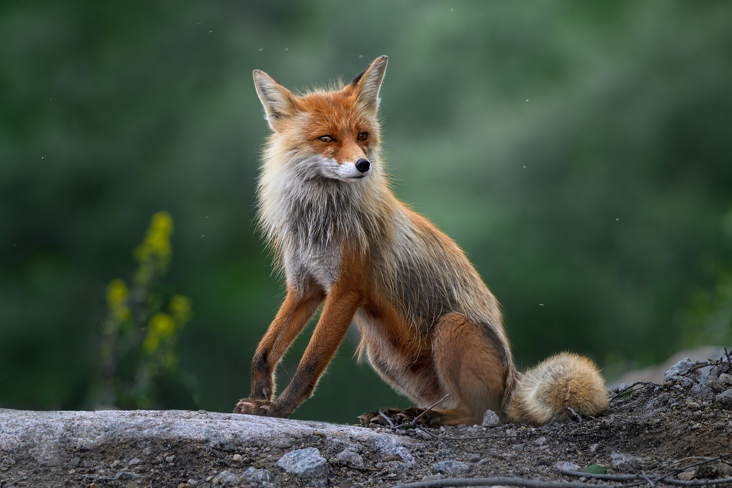 Лиса, лисица, fox, лисенок, Териберка, Кольский полуостров, Мурманская область, Мурманск, фотоохота, Ездаков Михаил