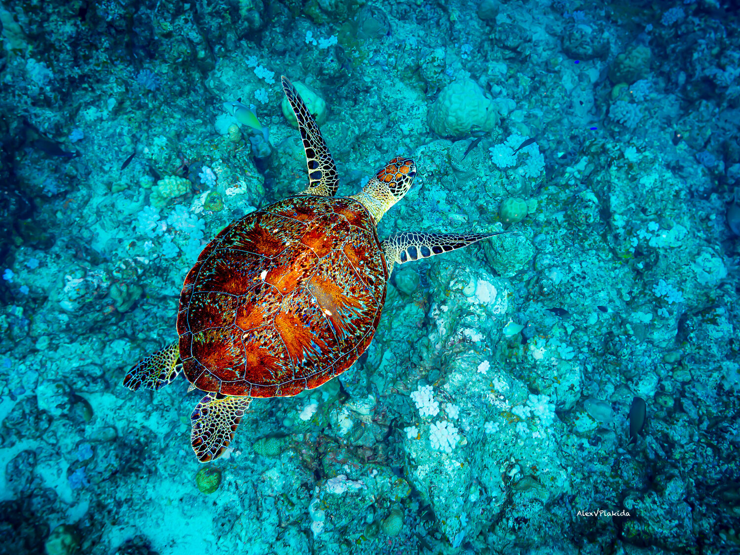 , Plakida Alexander