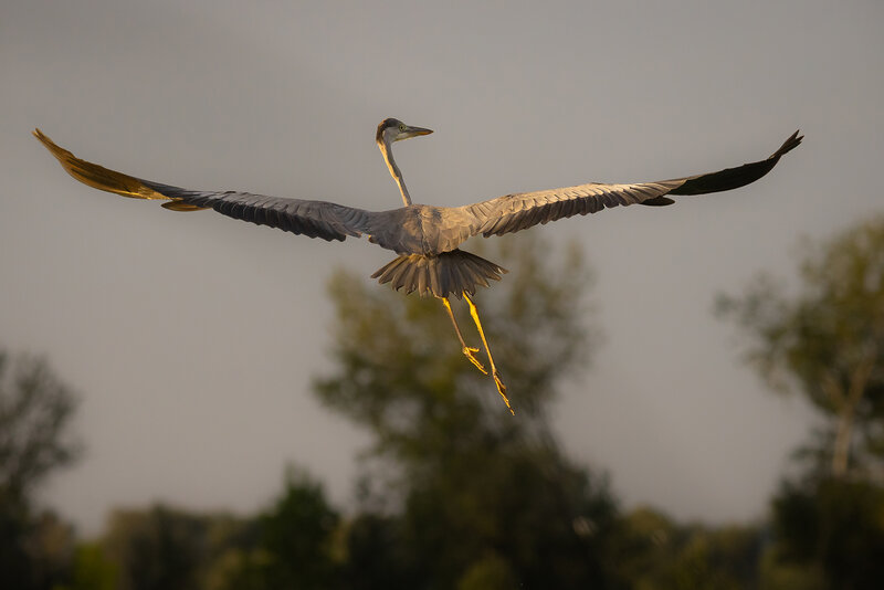 Heron фото превью