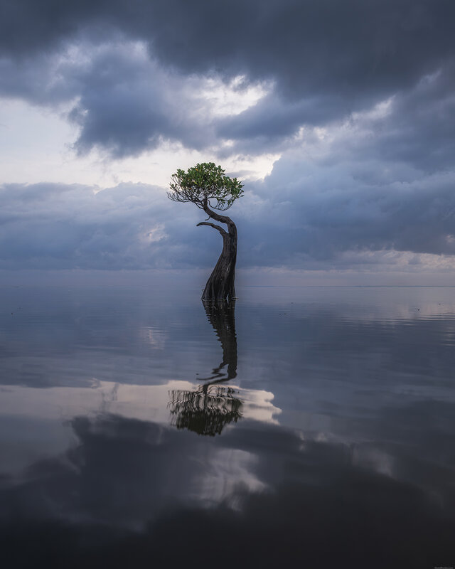 Sumba dancing trees фото превью
