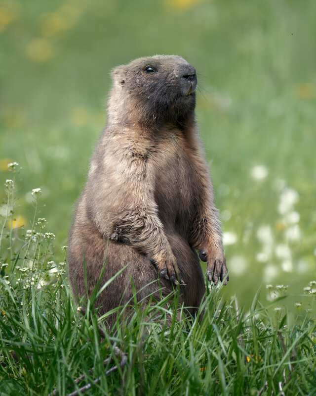 Байбак (Marmota bobak) фото превью
