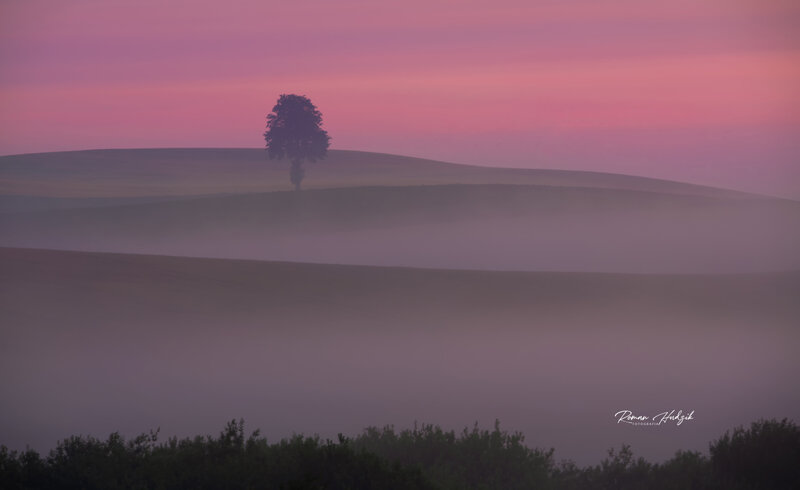 Tree, Sunrise, Fields, Fog, Landscape, Nikon, Nikon D 850 Tree фото превью