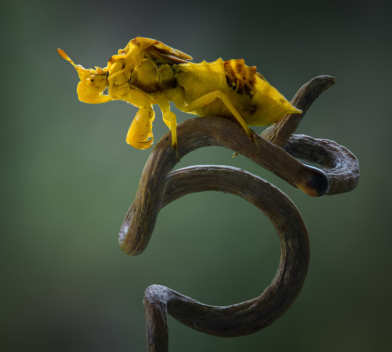 bug, ambush bug, insect, macro The spiral throne фото превью