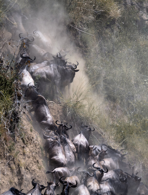 kenya, masai mara Взятие высоты фото превью