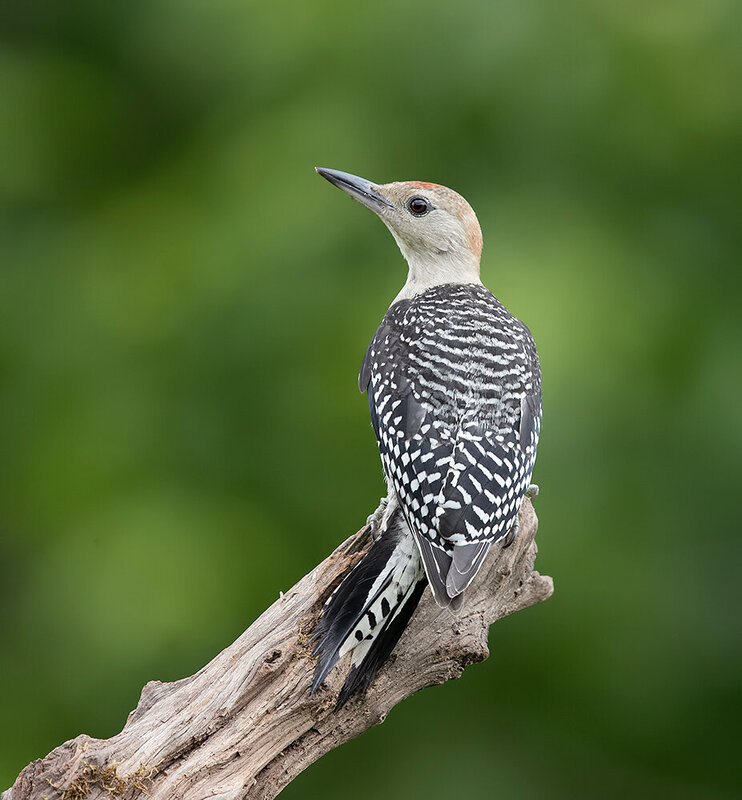 red-bellied woodpecker, woodpecker, дятел, каролинский меланерпес, birds, wild, wildlife, птицы Juvenile, Red-bellied Woodpecker. Молодой дятел - Каролинский меланерпес фото превью