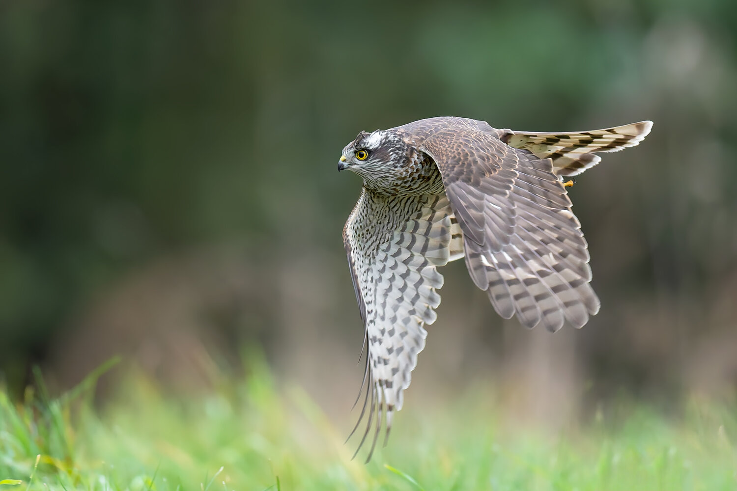 Eurasian Sparrowhawk Flying Low Over a Meadow. Автор: Damian Kwasek eurasian sparrowhawk, accipiter nisus, sparrowhawk, bird of prey, raptor, hawk, flying bird, bird in flight, flight, low flight, hunting, predator, avian predator, wild bird, wildlife, wildlife photography, bird photography, nature, nature photography, eu, Damian Kwasek