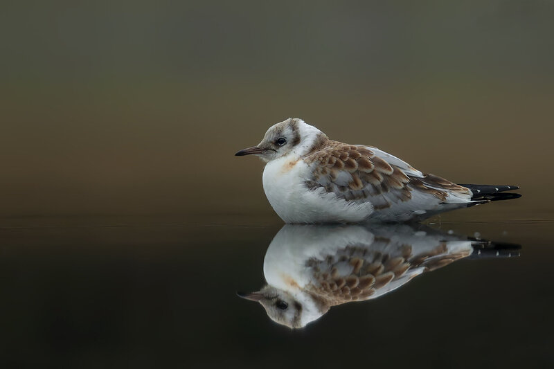 black-headed gull, chroicocephalus ridibundus, juvenile black-headed gull, juvenile gull, gull, young bird, waterbird, aquatic bird, wild bird, bird, wildlife, wildlife photography, bird photography, nature, nature photography, european bird, europe, pola Juvenile Black-headed Gull Resting on Calm Water фото превью