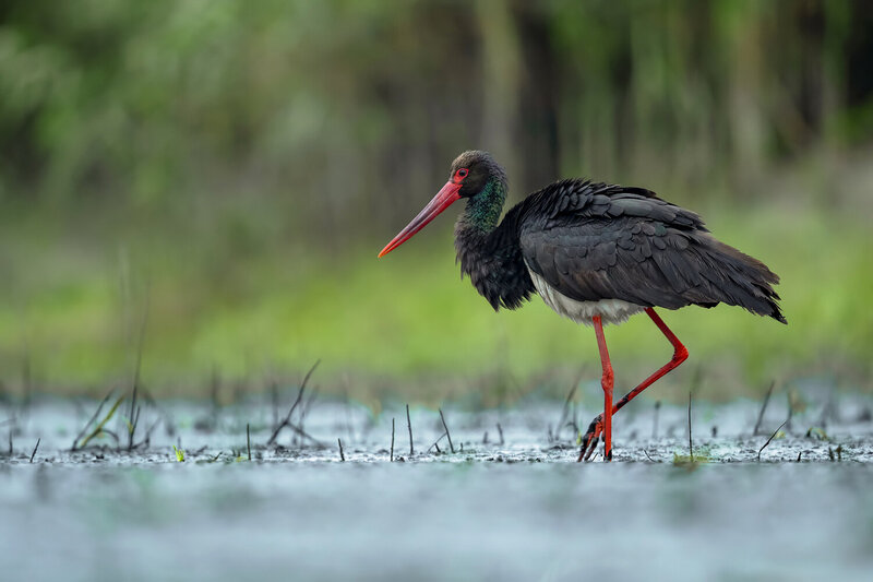 black stork, ciconia nigra, stork, black stork bird, wild stork, waterbird, wetland bird, wading bird, bird, wild bird, wildlife, wildlife photography, bird photography, nature, nature photography, european bird, europe, poland, wetland, marsh, shallow wa Black Stork Walking Through a Shallow Wetland фото превью