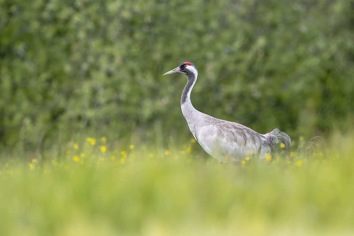 common crane, grus grus, crane, eurasian crane, wild crane, bird, wild bird, wildlife, wildlife photography, bird photography, nature, nature photography, european bird, europe, poland, meadow, spring meadow, green meadow, grassland, wet meadow, natural h, Damian Kwasek