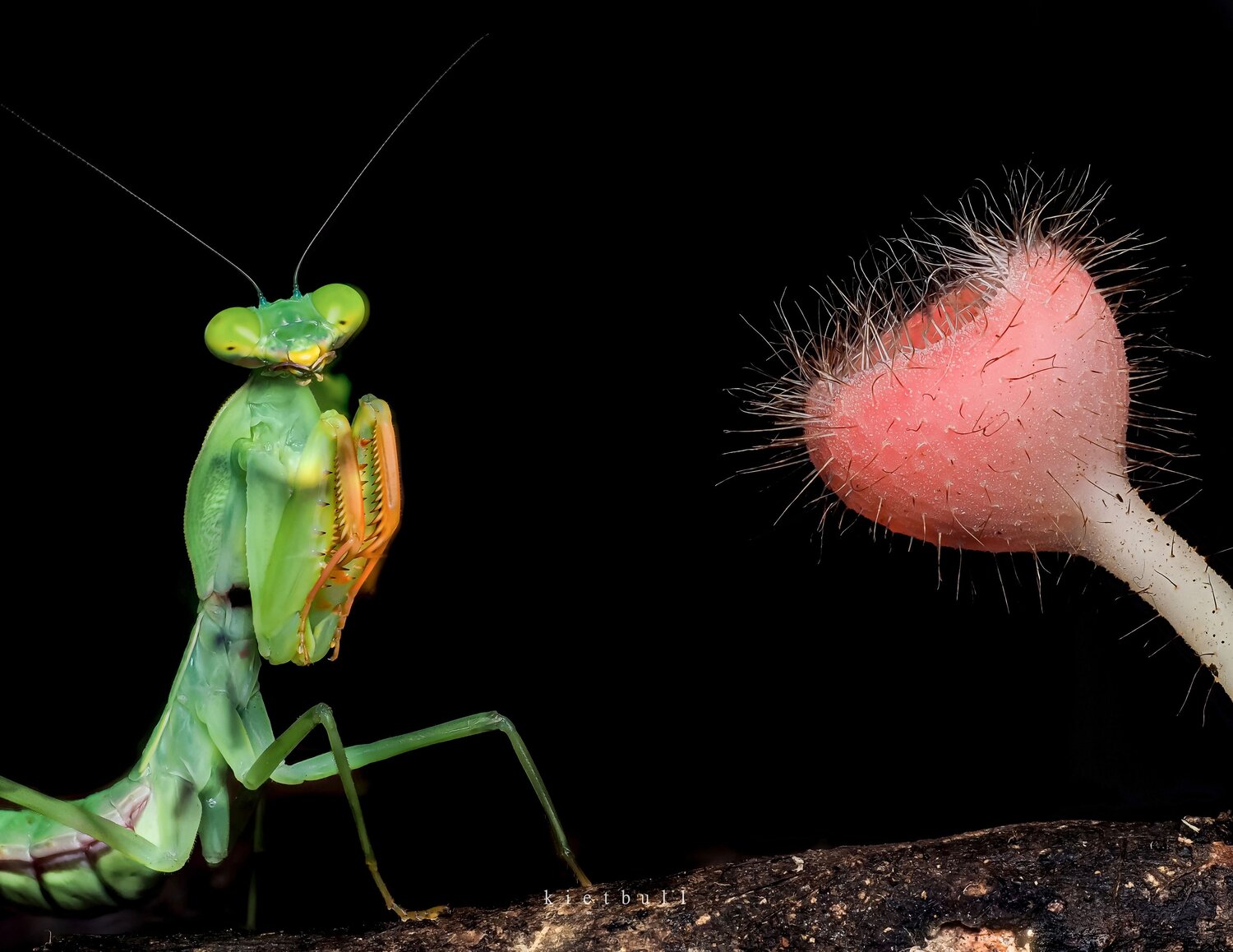 A mantis and the rare mushroom. Автор: kietbull , kietbull