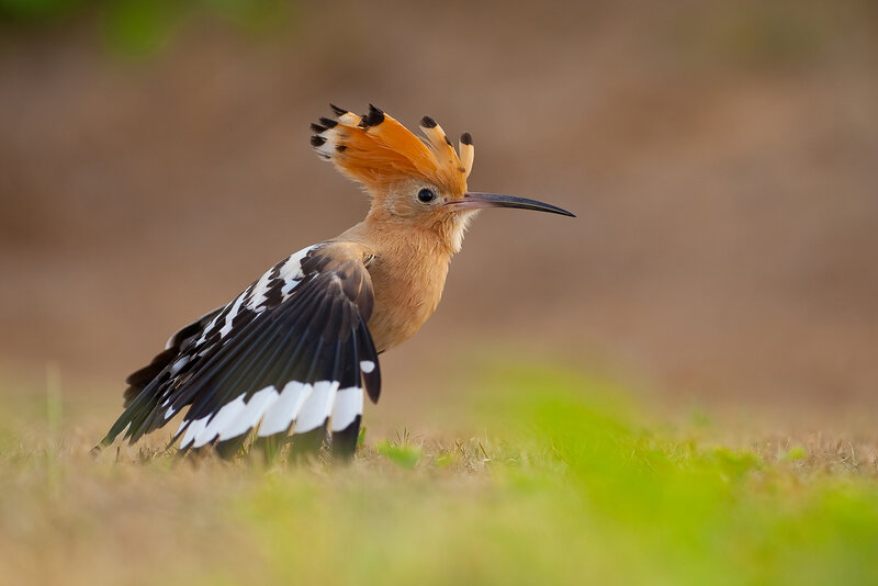 Hoopoe фото превью