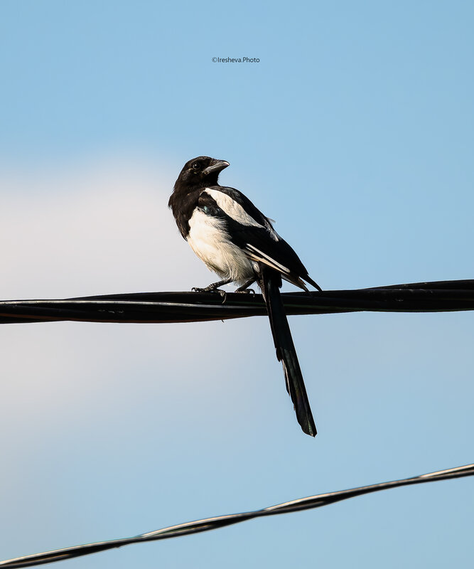 Сорока, Bird Молодая Сорока фото превью