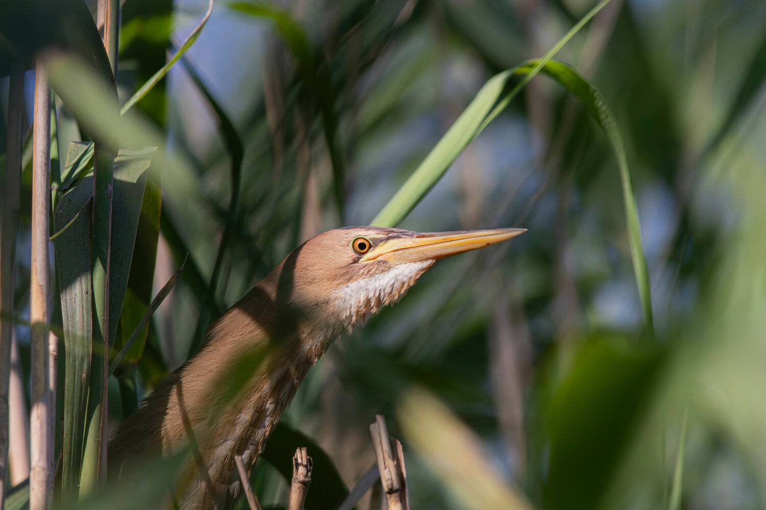 малая выпь, выпь, волчок, little bittern, bittern, heron, ixobrychus minutus, botaurus minutus, wildlife, nature, bird, birdwatching, lake, озеро, природа, птица, птицы калининградской области, Бондаренко Георгий