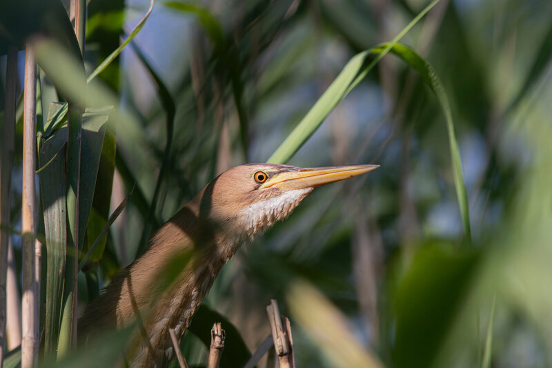 малая выпь, выпь, волчок, little bittern, bittern, heron, ixobrychus minutus, botaurus minutus, wildlife, nature, bird, birdwatching, lake, озеро, природа, птица, птицы калининградской области Кто здесь? фото превью