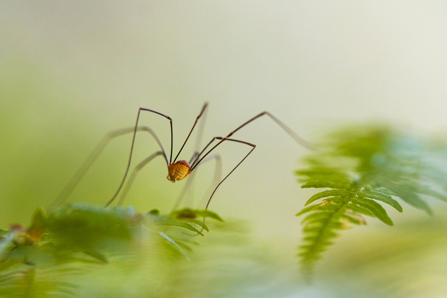 arachnidae, animal, close up, bokeh, nature, selective focus, Andr&eacute;s Emilio
