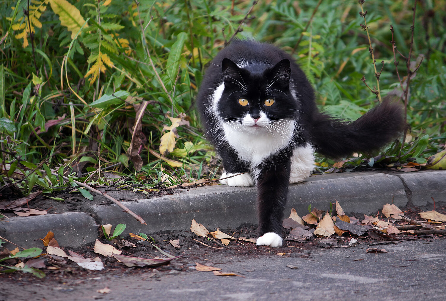 кот, КарОл
