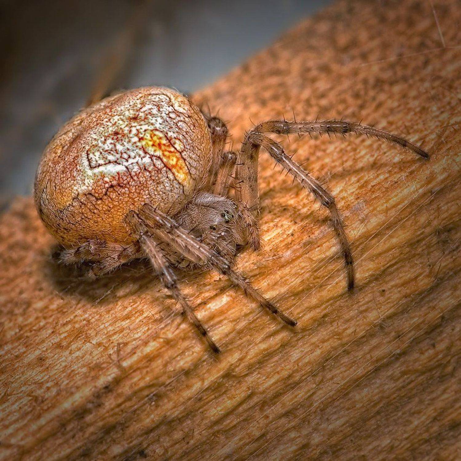 макро, романов, Андрей Романов