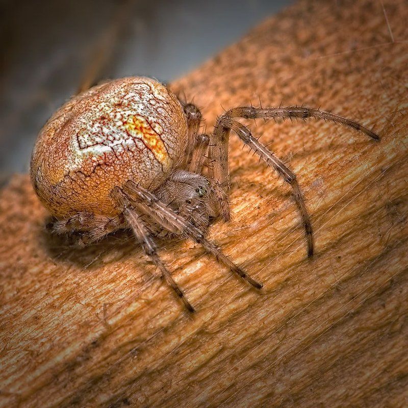 макро, романов БАМБУЛА фото превью