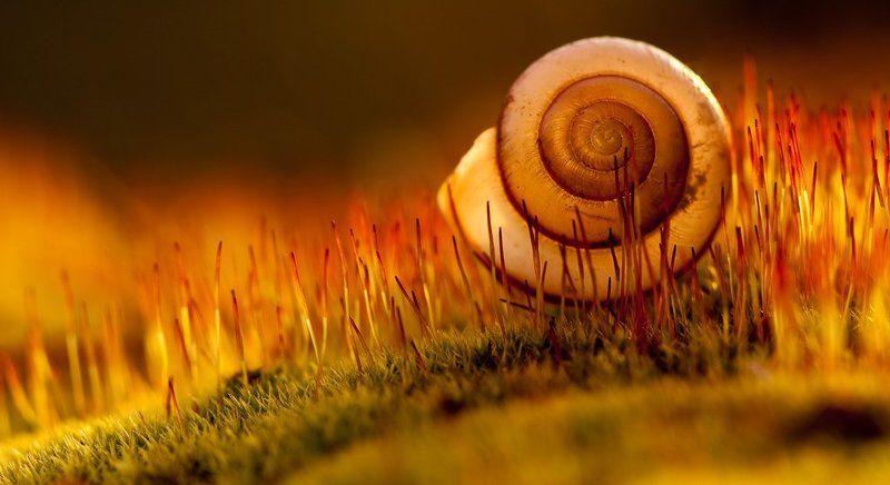 мох, улитка, закат Мох, улитка, закат фото превью