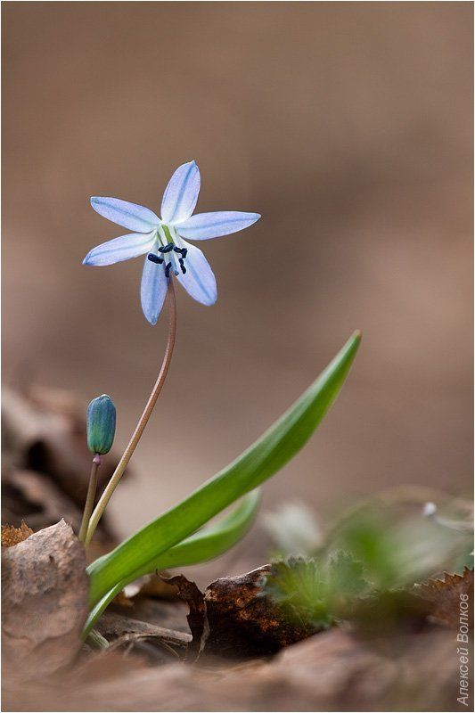 первый! Первый фото превью