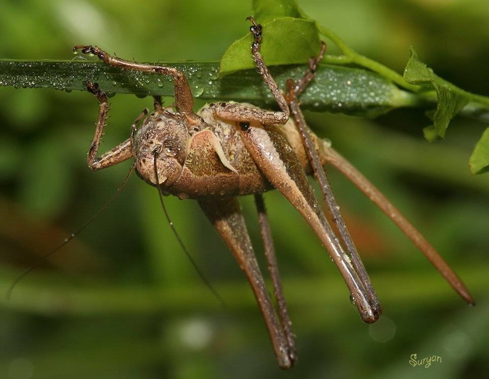 лето, кузнечик, роса, Олег Сурьянинов