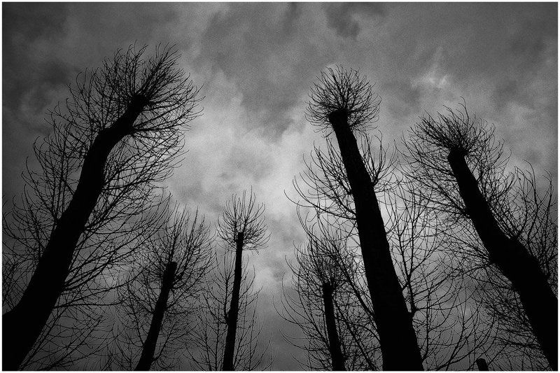 сороконожки Из жизни насекомых. Молитва... фото превью