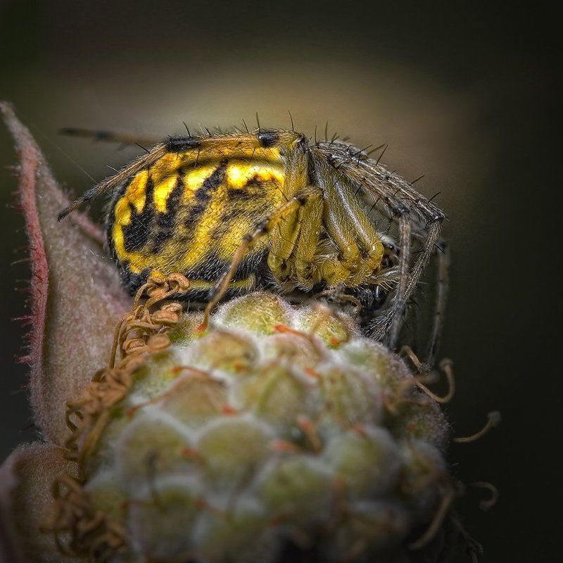 макро, романов маленький Принц фото превью