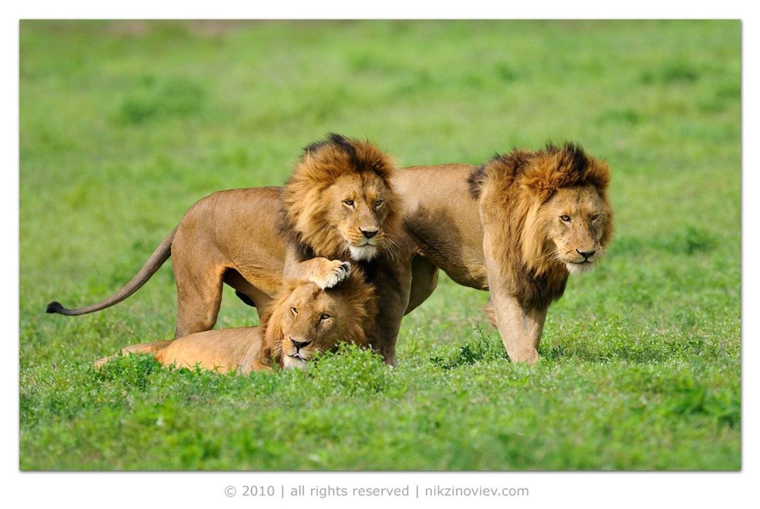 африка, лев, животные, нгоронгоро, танзания, Николай Зиновьев