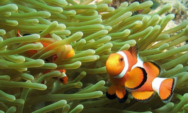 дайвинг, клоун, анемон Людям нужен Немо! (с) фото превью