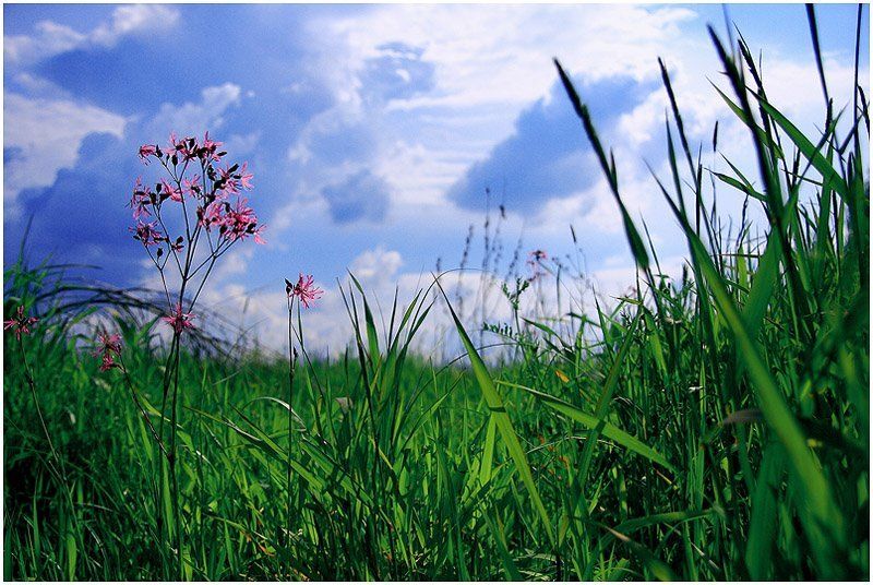 поле, луг, трава, цветы Глоток свежего воздуха фото превью