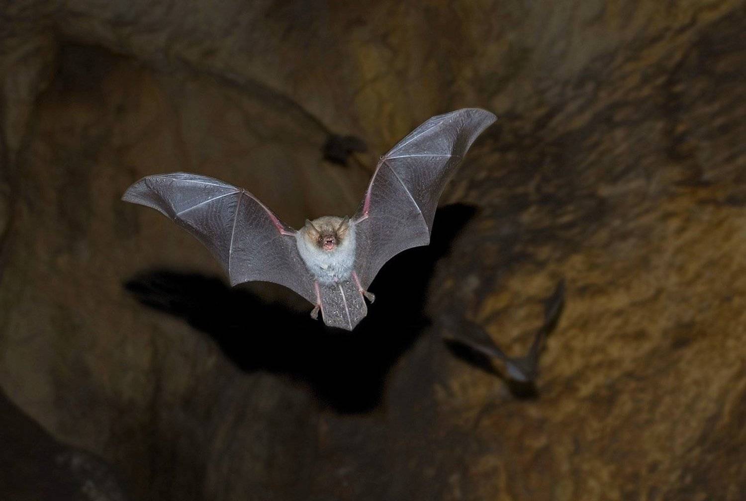 летучая мышь, пещера, башкирия, пропащая яма, Руслан Елисеев