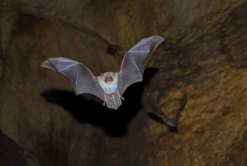 Bat