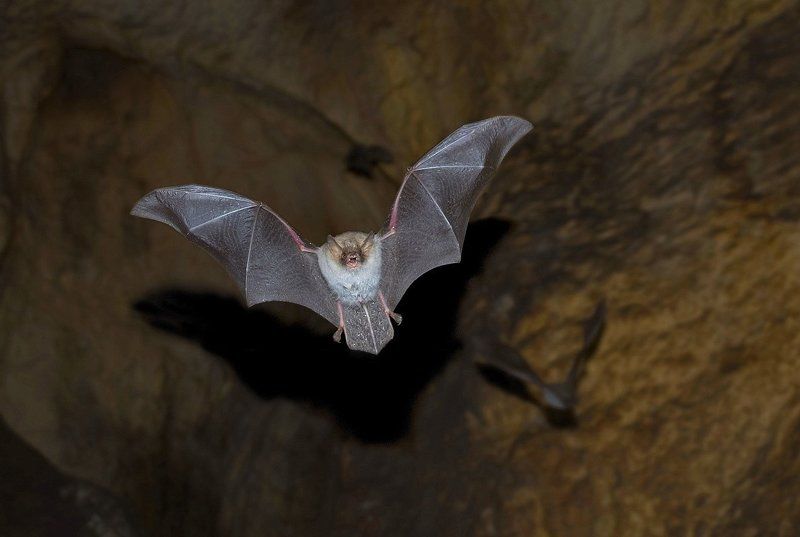летучая мышь, пещера, башкирия, пропащая яма Bat фото превью