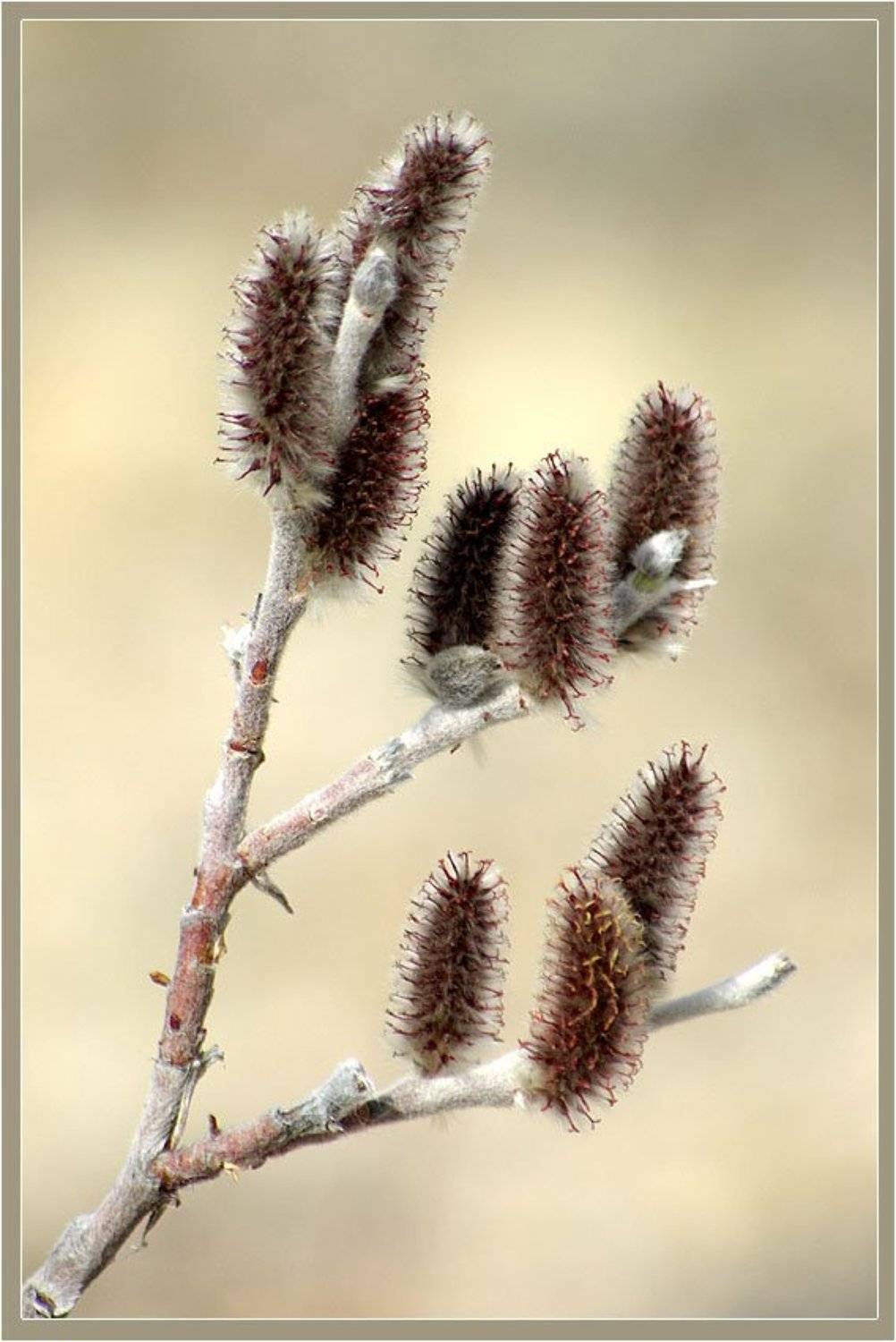 ива, Солодухин Виктор