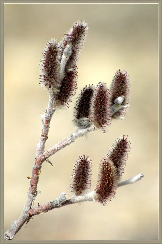 ива Ива фото превью